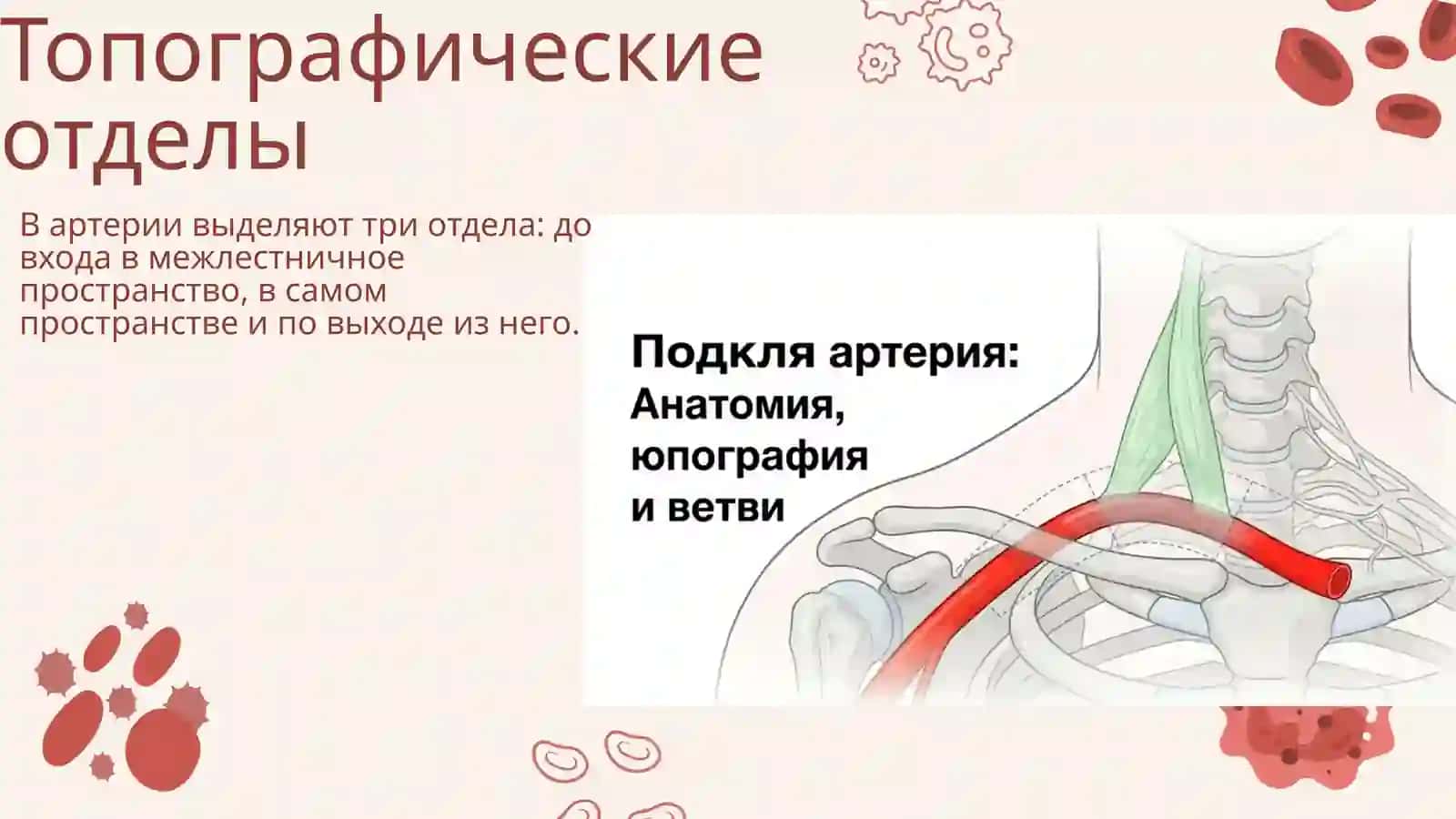 Подключичная артерия 4