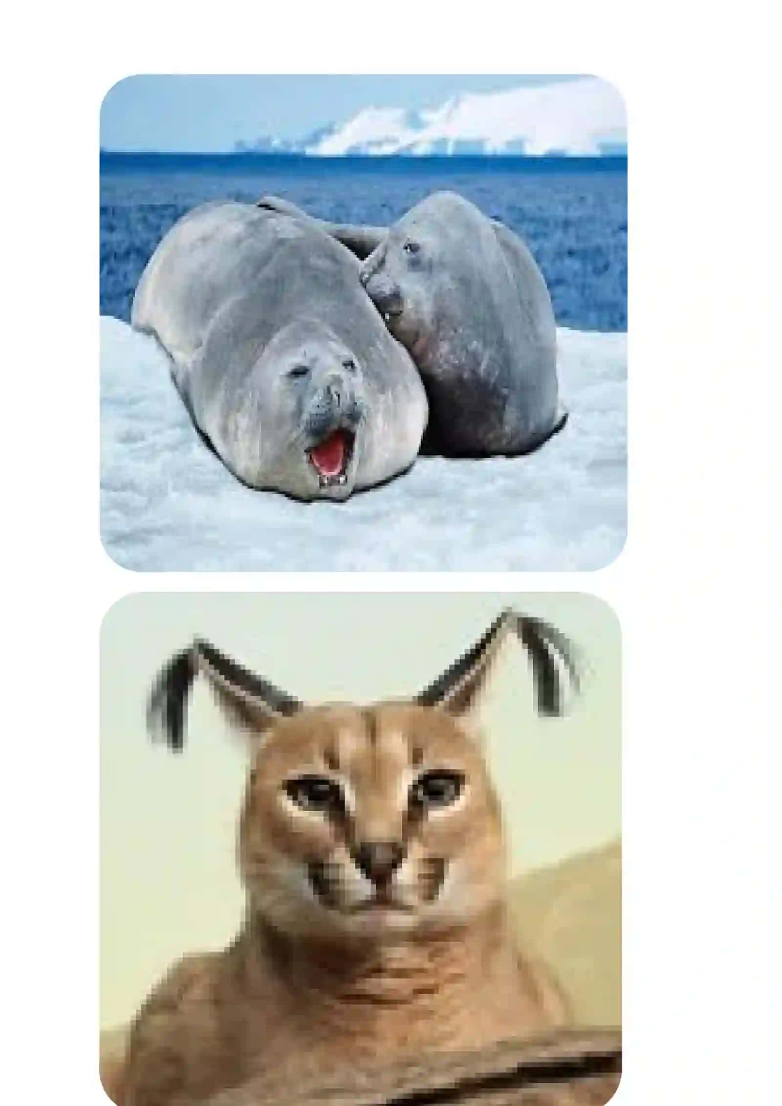 Atlantika okeanidagi lamantinalar 4