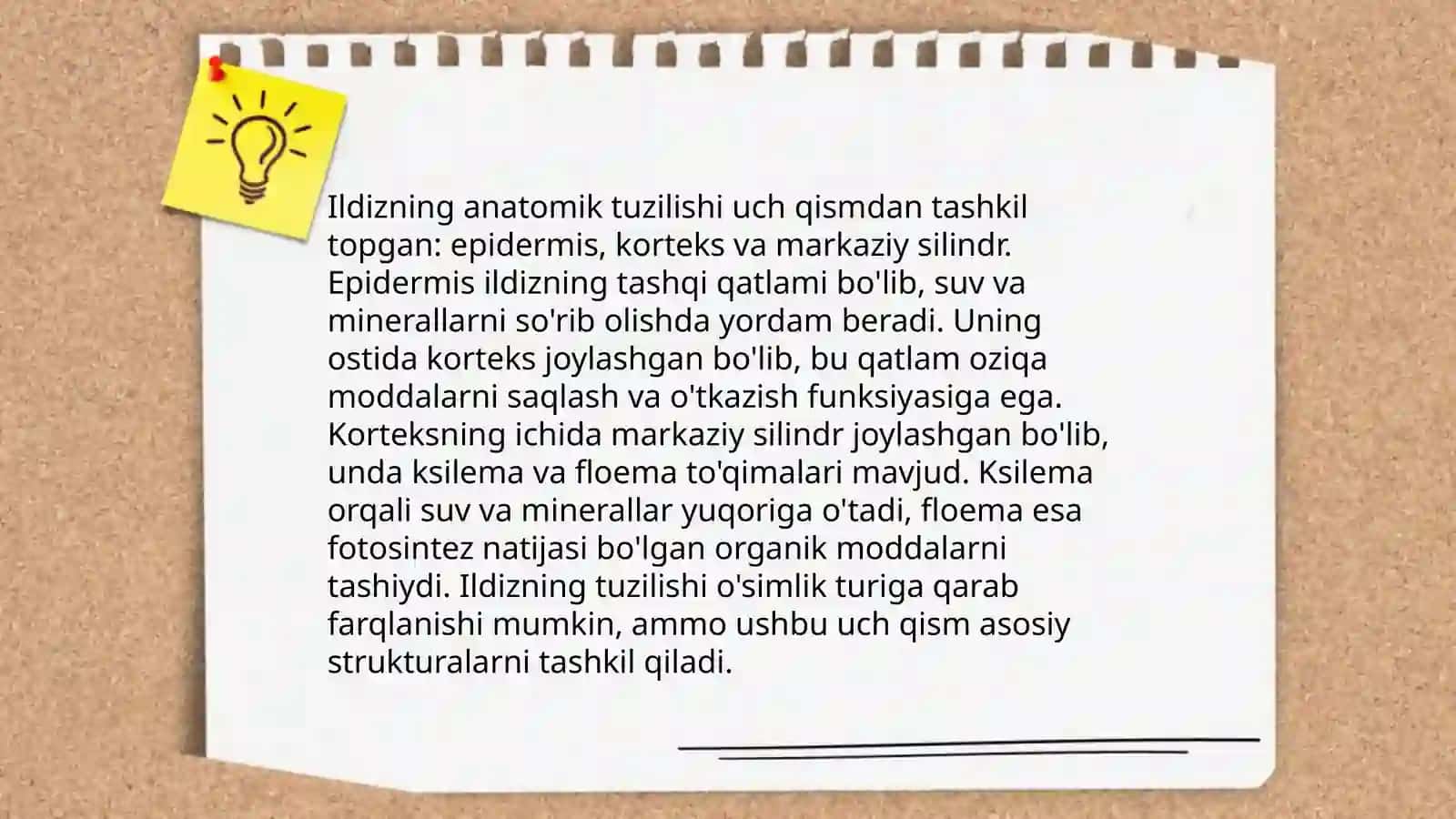 Ildiz tuzilishi, turlari 4