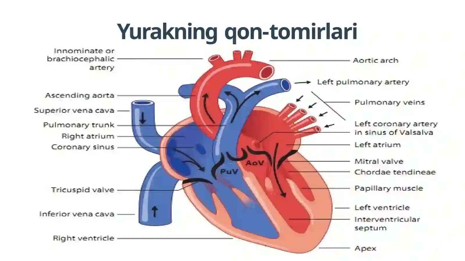 YurakFiziologiyasi 4