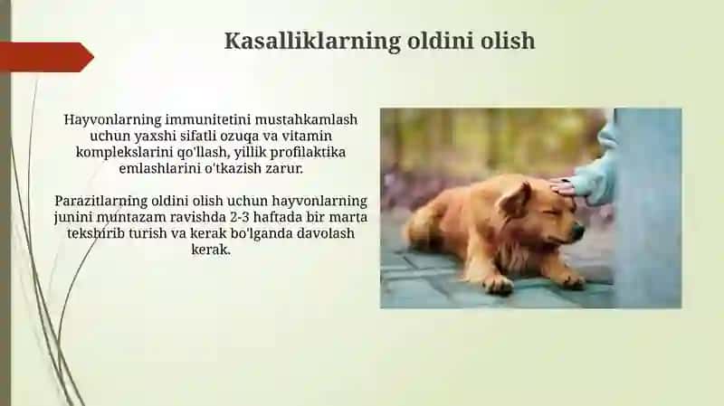 Tabiat burchagida hayvonlarni saqlash va parvarish qilish 4