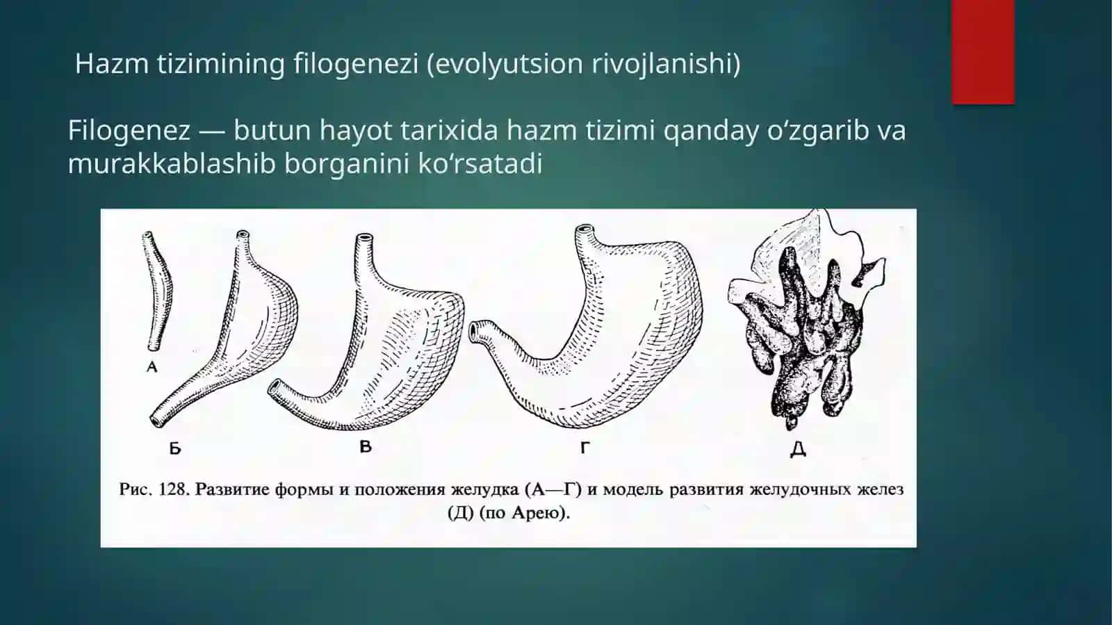 Hazmtizimionto-filogenezi 4