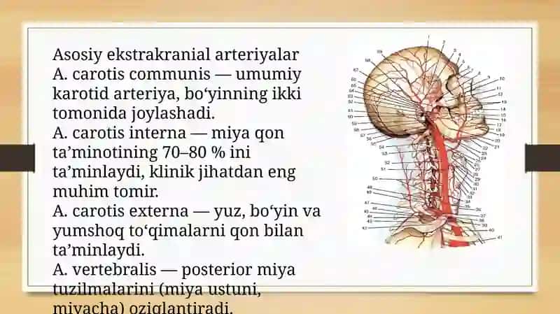 Ekstrakranial arteriyalardagi zamonaviy operatsiyalar. Arteriotomiya . Karotid endarteraktomiya 4