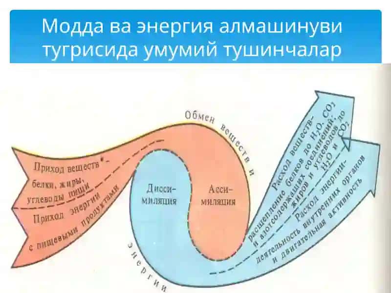 Организмнинг энергетик мувозанати.Терморегуляция 4