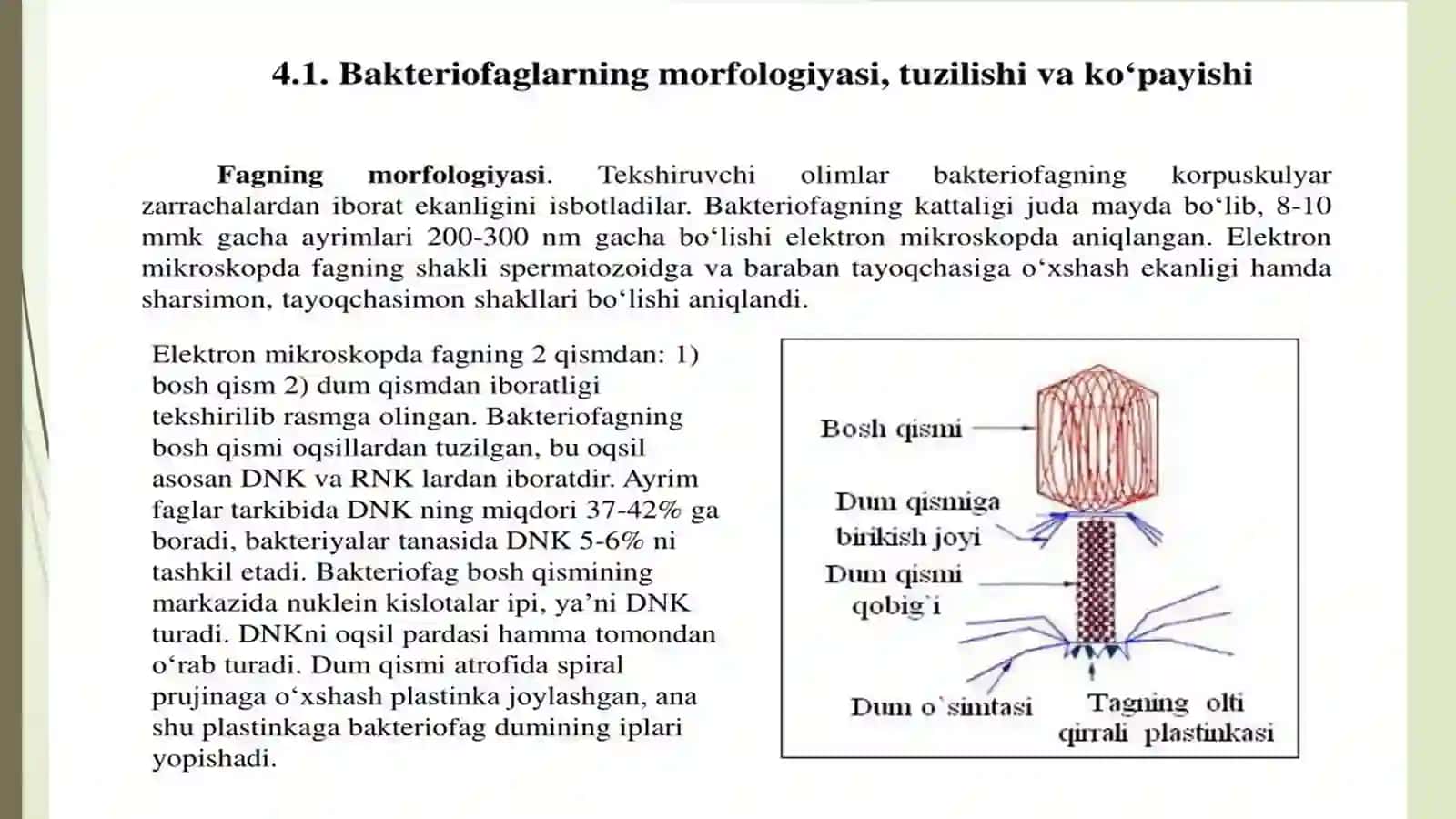Bakteriofaglarning bakteriyalarga ta'siri 4