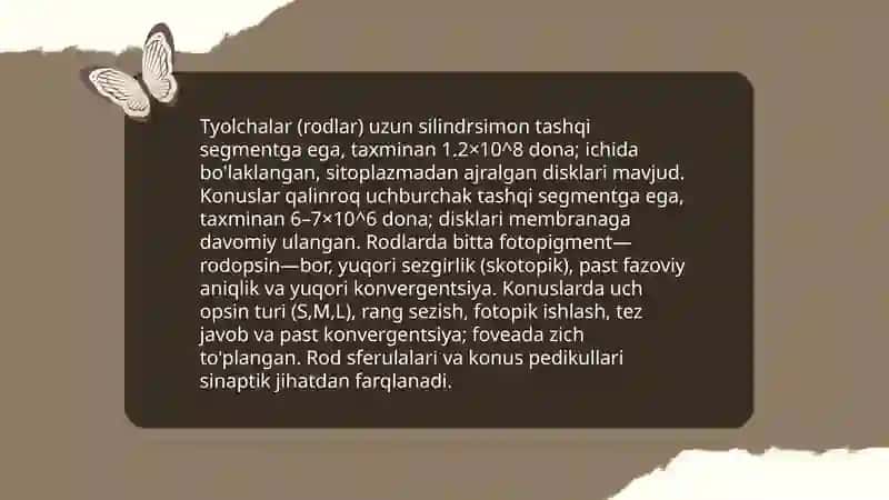 Fotoretseptsiyaning morfologik asoslari 4