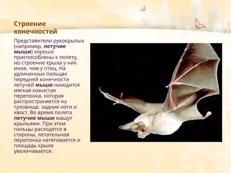 Фауна и экология летучих мышей 4