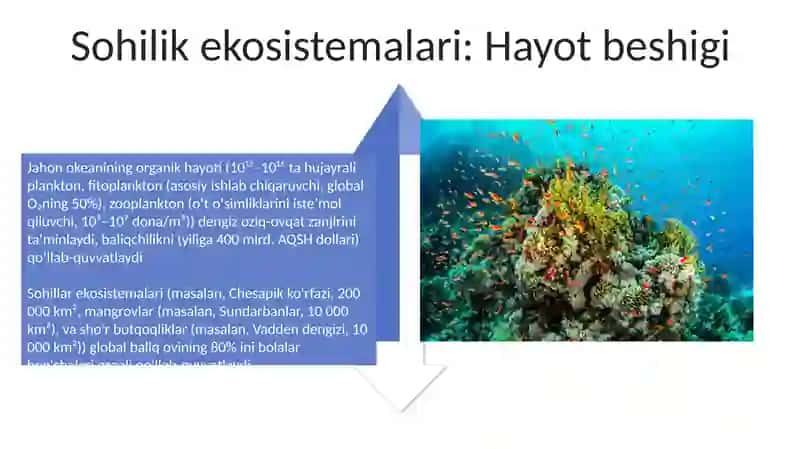 Bentos: Dengiz tubidagi hayot 4