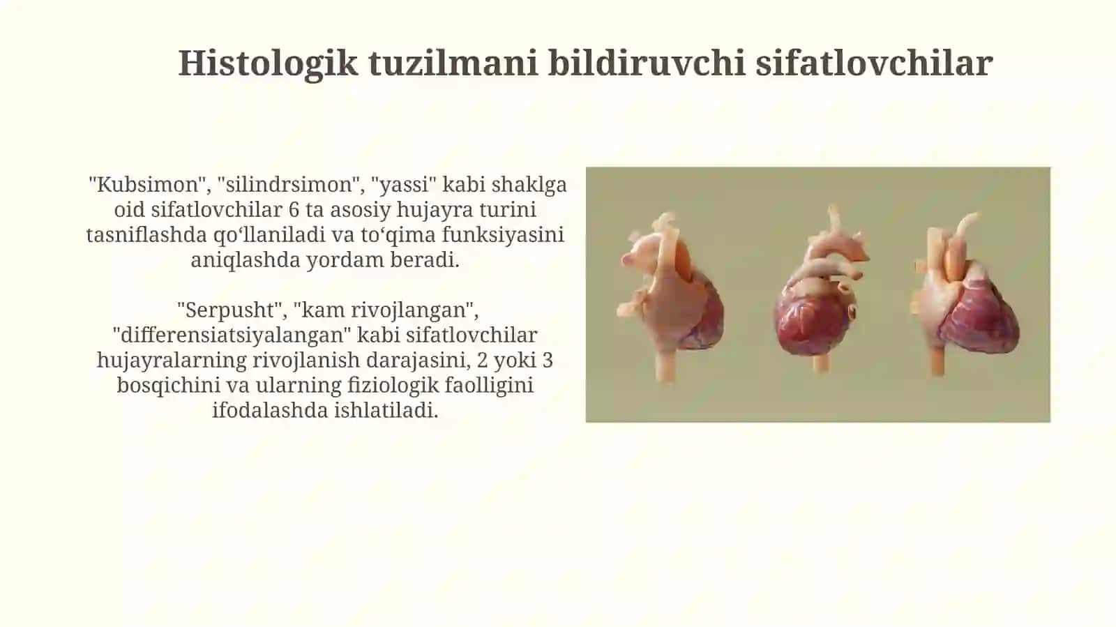 Anatomik va gistologik nomenklaturalardaqoʻllaniladigansifatdoshlar 4