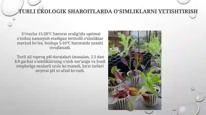 Turli Ekologik Sharoitlarda O'simliklarni Yetishtirish 4