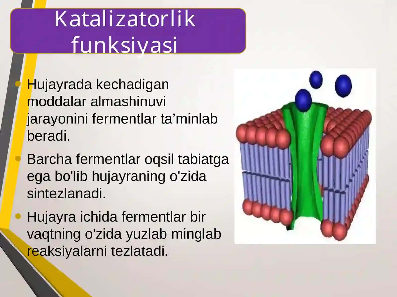 Biologiya 9-sinf Oqsillarning funksiyasi 4