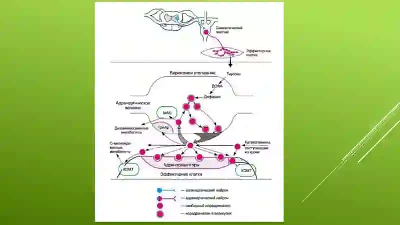 Adrenomimetiklar. Pediatriyada adrenomimetiklarni o’ziga xos qo’llanishi. 4