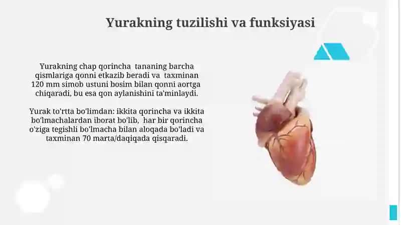 Yurak-qon tomirlar sistemasi 4