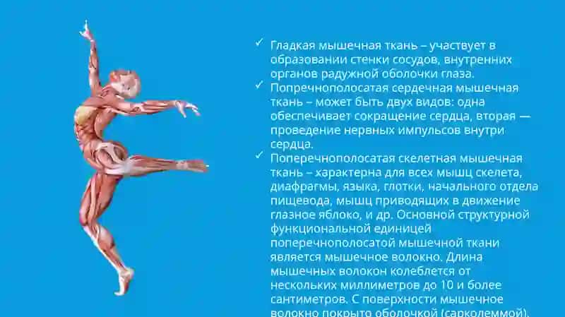 Влияние физических упражнений на мышцы 4
