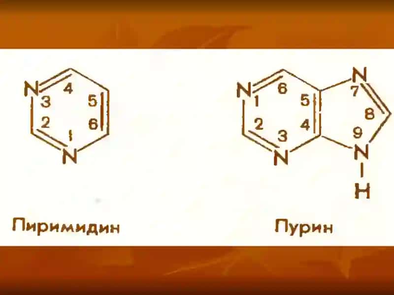 Нуклеин кислоталар 4
