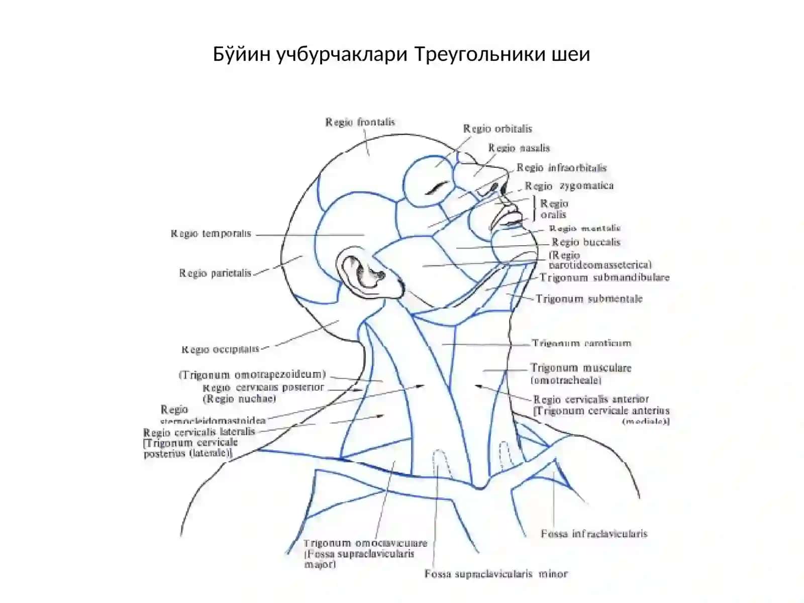 Топографик анатомия ва оператив хирургия асослариТопографическая анатомия с основами оперативной хирургии 4