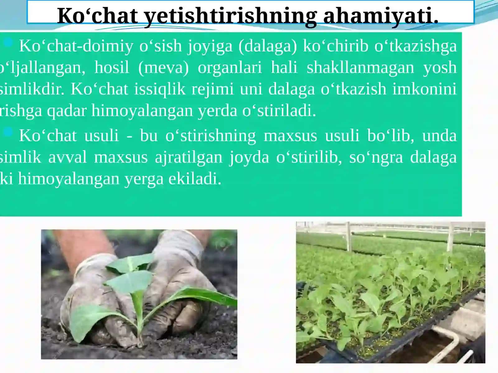 Sabzavot ekinlariniekish muddatlari, usullari va almashlab ekish 4