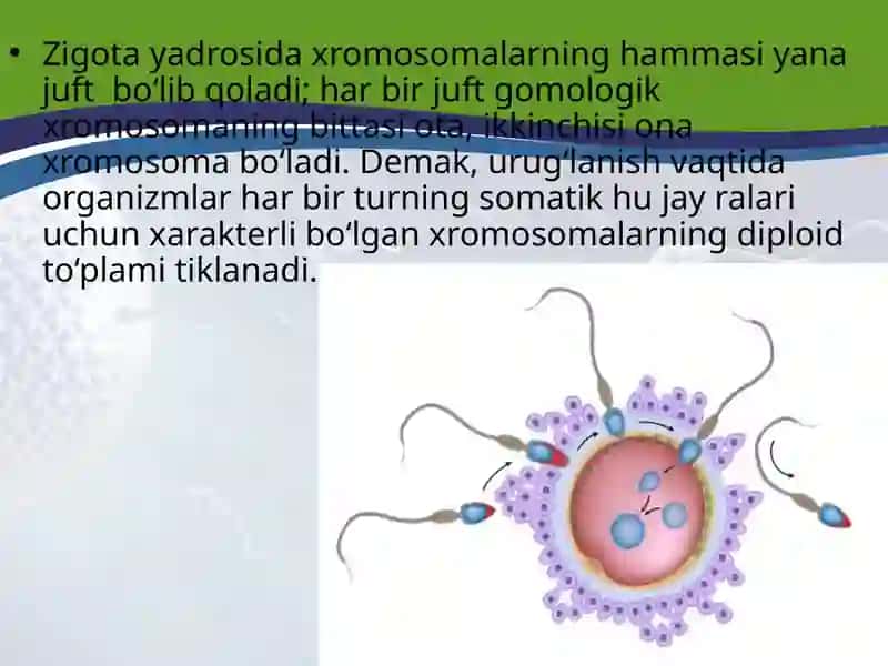 TUXUM HUJAYRA QOBIQLARI VA UNING XILLARI BLASTULA. 4