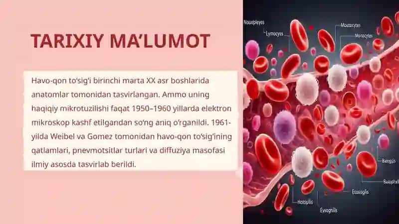 Havo-qonto‘sig‘i anatomik, gistologik tuzilishi 4
