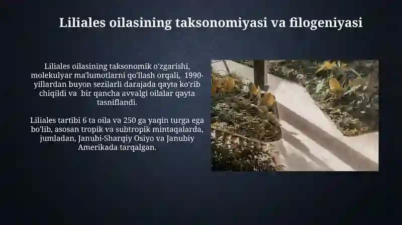 Liliales Tartibidagi O'simliklar 4