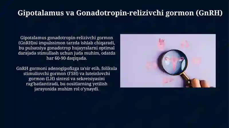 Jinsiy siklning gormonal boshqariluvi mexanizmi 4