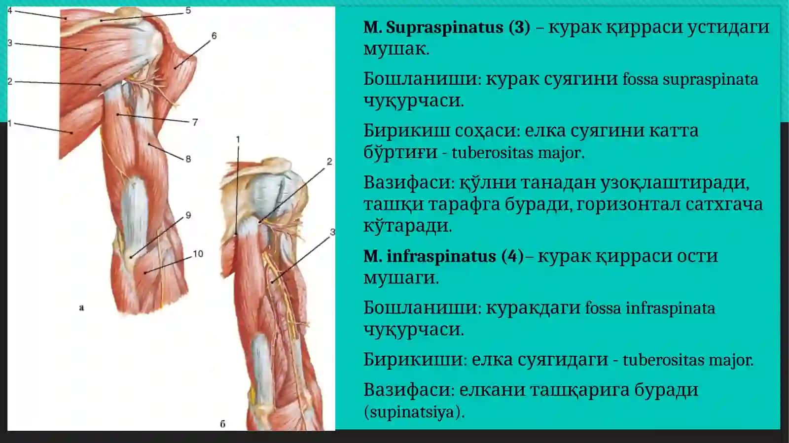 Елка камари, елка ва тирсак мушаклари. Қўл кафти мушаклари. Қўл кафти пайларининг қинлари. Ёшга доир хусусиятлари 4