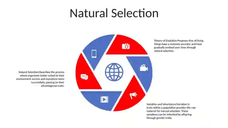 Theory Of Evolution 4