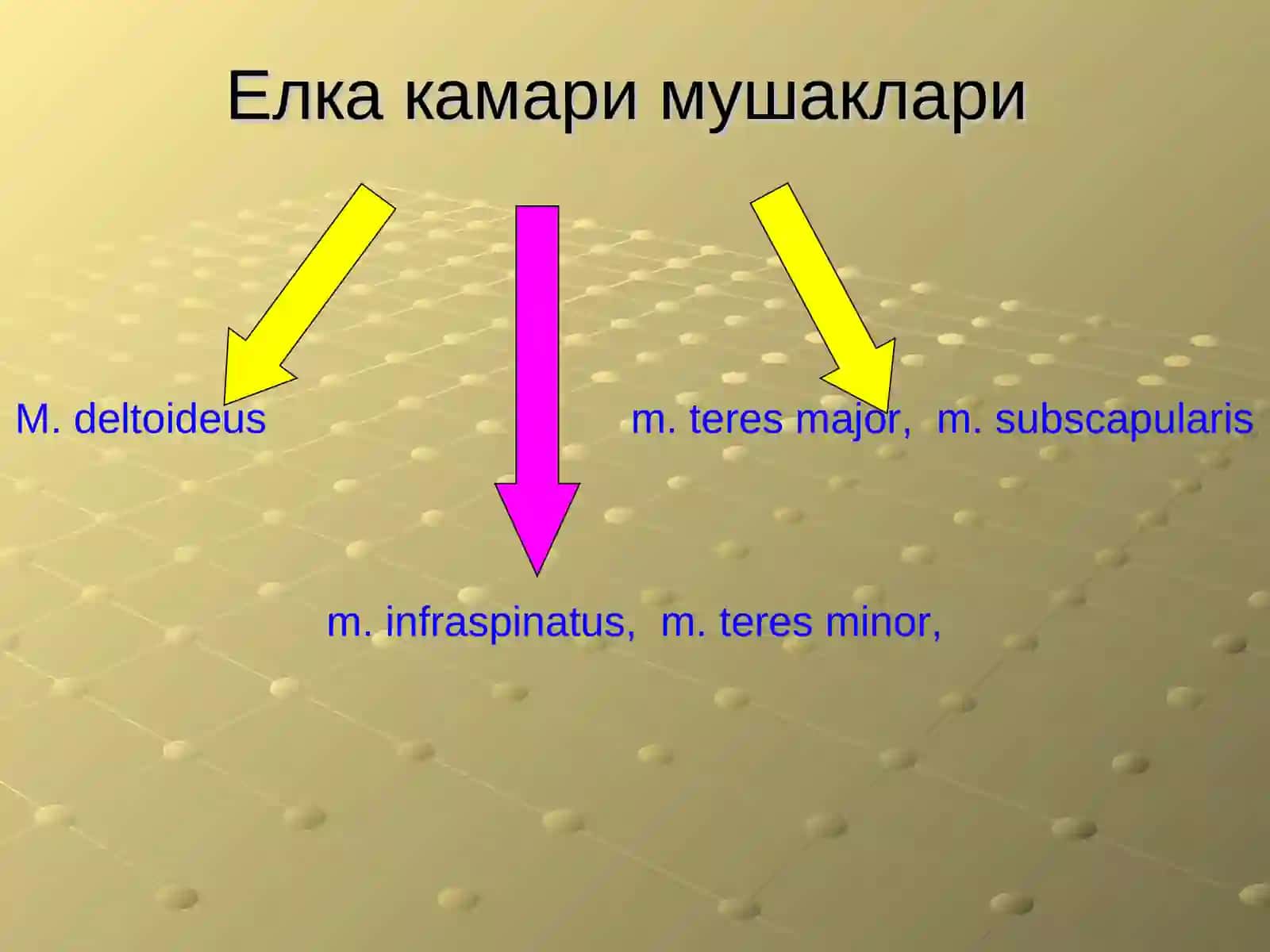 Елка камари мушаклари (Shoulder and hip muscles) 4