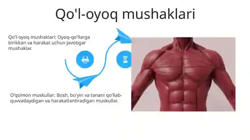 Silliq va ko'ndalang targ'il mushaklar 4
