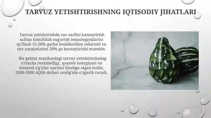 Sugʻoriladigan yerlarda tarvuzni oʻtmishdoshlariga munosabati 4