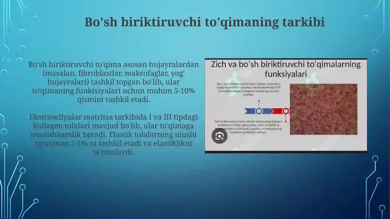 Qon va siyrak tolali biriktiruvchi to'qimaning o'zaro munosabatlari 4