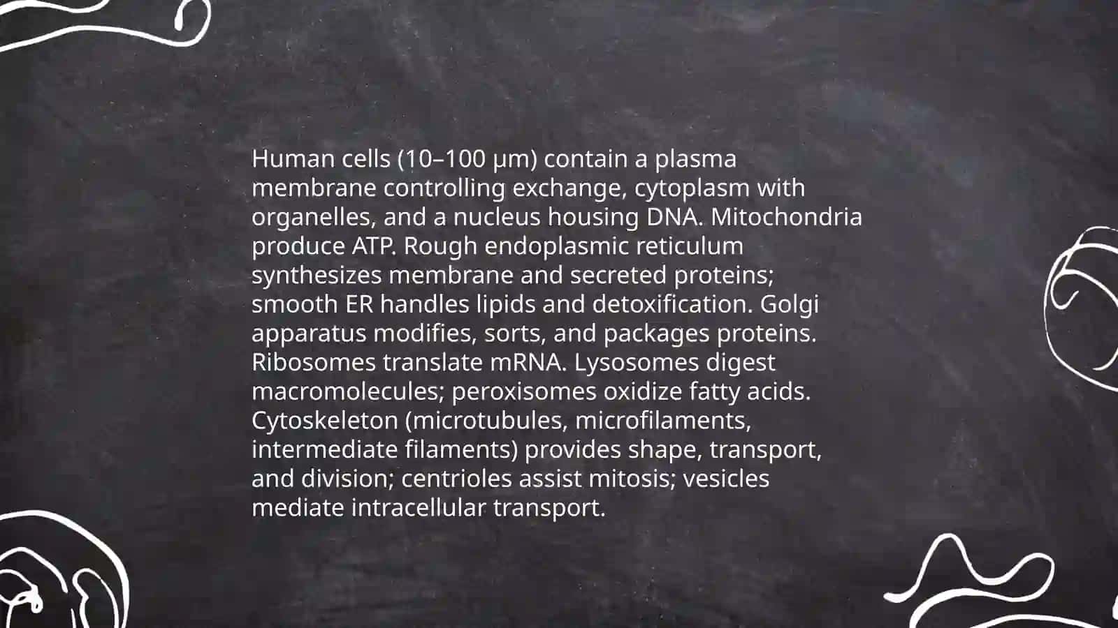 The Structure of the Human Body 4