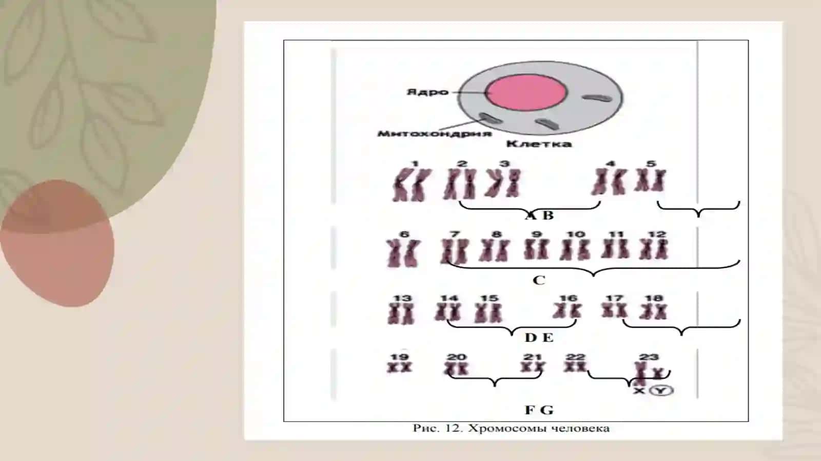 Antropogenetika.Odam irsiyatini o‘rganish usullari.Sitogenetik, immunogenetik va biokimyoviy usullar 4