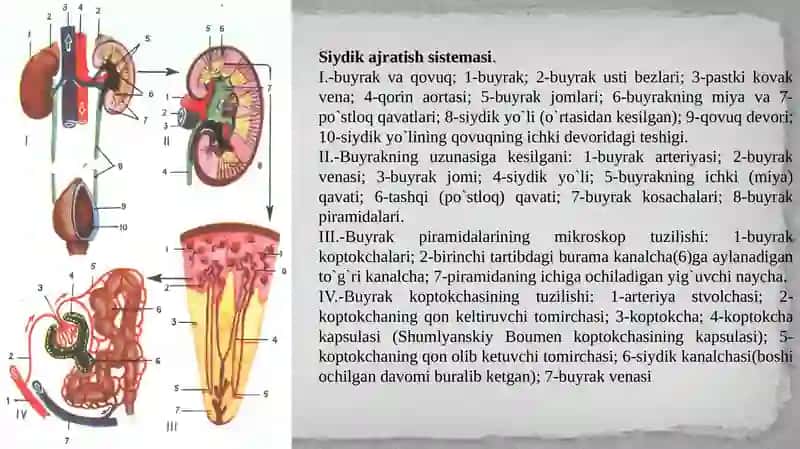 Ayiruv tizimining yosh xususiyatlari va gigiyenasi 4
