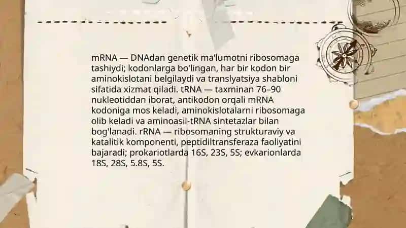 Nuklein kislotalar Va oqsillar biosintezi 4