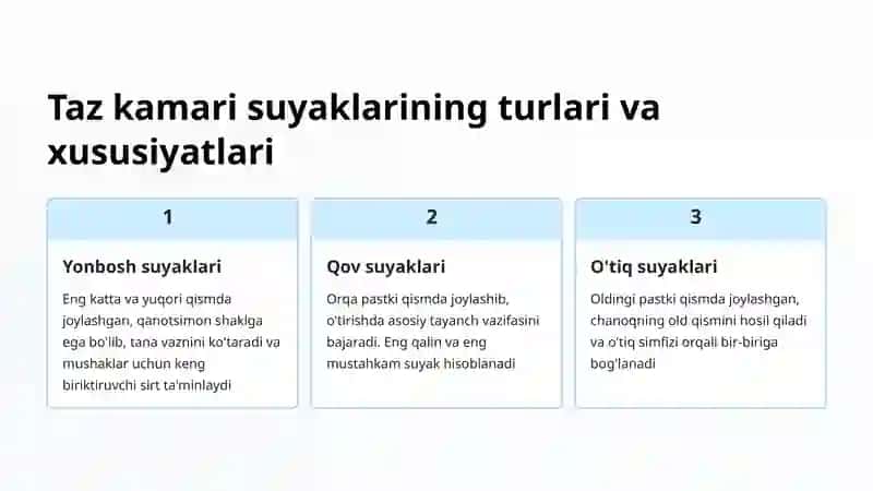Taz Kamari Suyaklari: Tuzilishi va Vazifalari 4