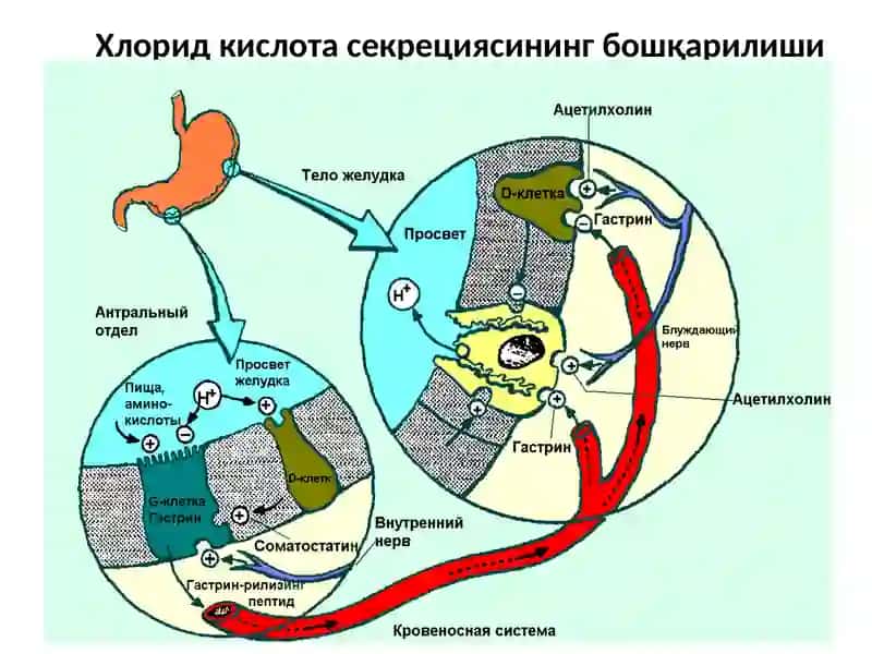 МЕЪДА ВА ЎН ИККИ БАРМОҚЛИ ИЧАК ЯРА КАСАЛЛИГИ 4