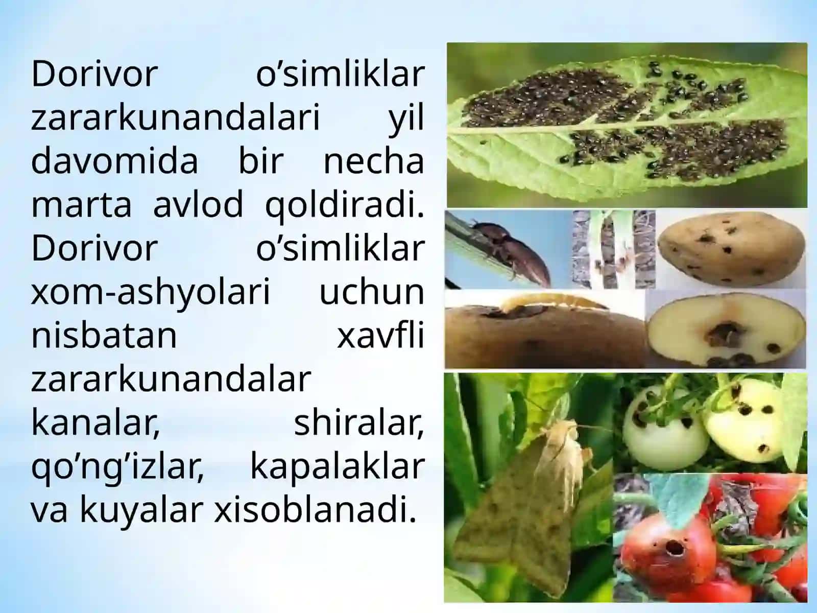 Dorivor Xom Ashyo Zararkunandalari va Ularga Qarshi Kurash Chora-Tadbirlari 4