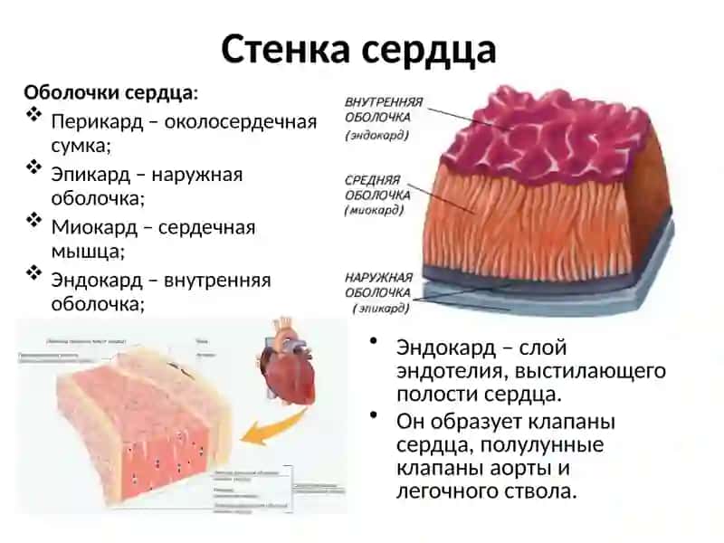 Топографическая анатомия и оперативнаяхирургия сердца 4
