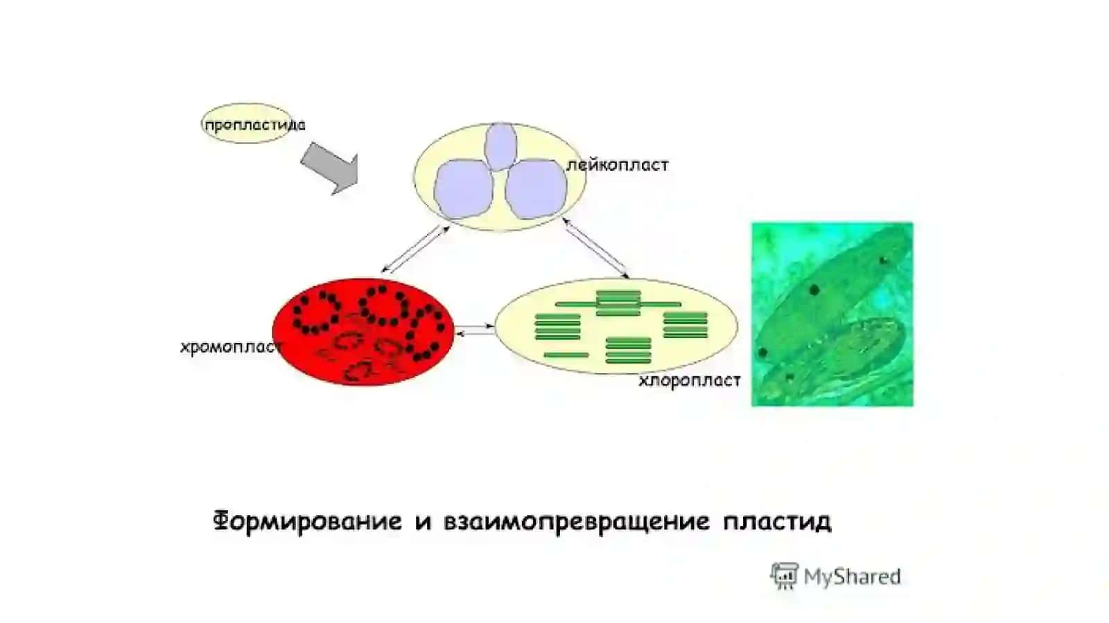 Митохондрии, пластиды, лизосомы и другие органоиды цитоплазмы 4