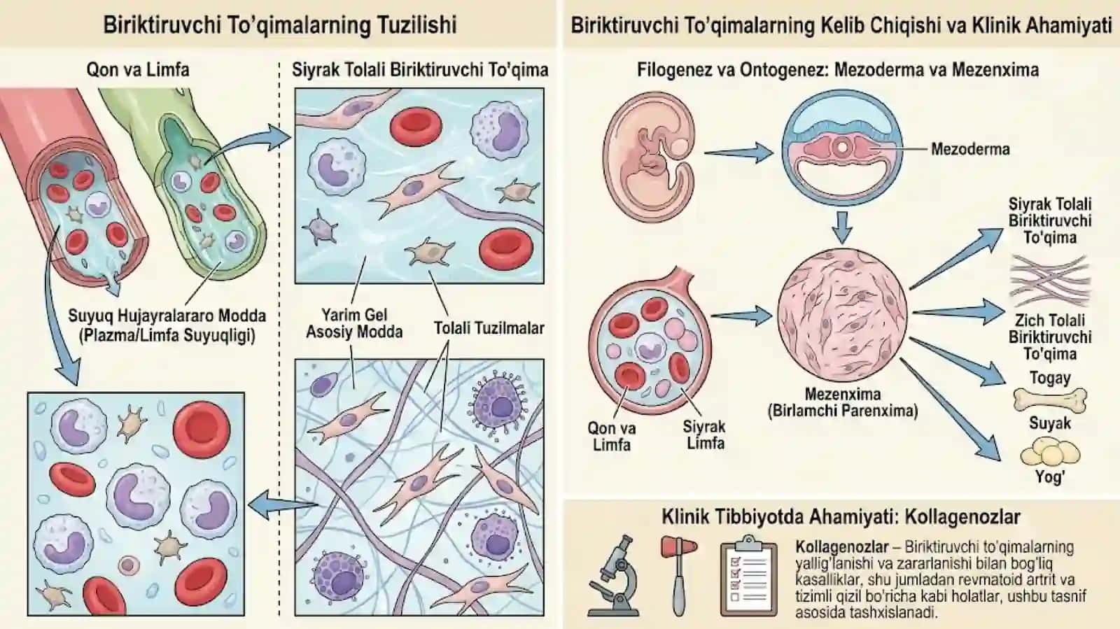 Qon va siyrak tolali biriktiruvchi to‘qimalarning o‘zaro munosabati SLAYD 4