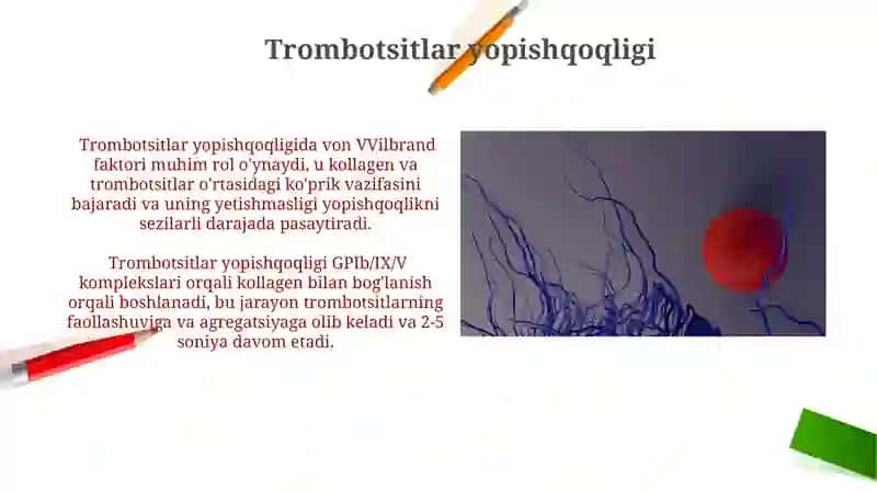 Trombotsitlar fiziologiyasi. Gemostaz 4