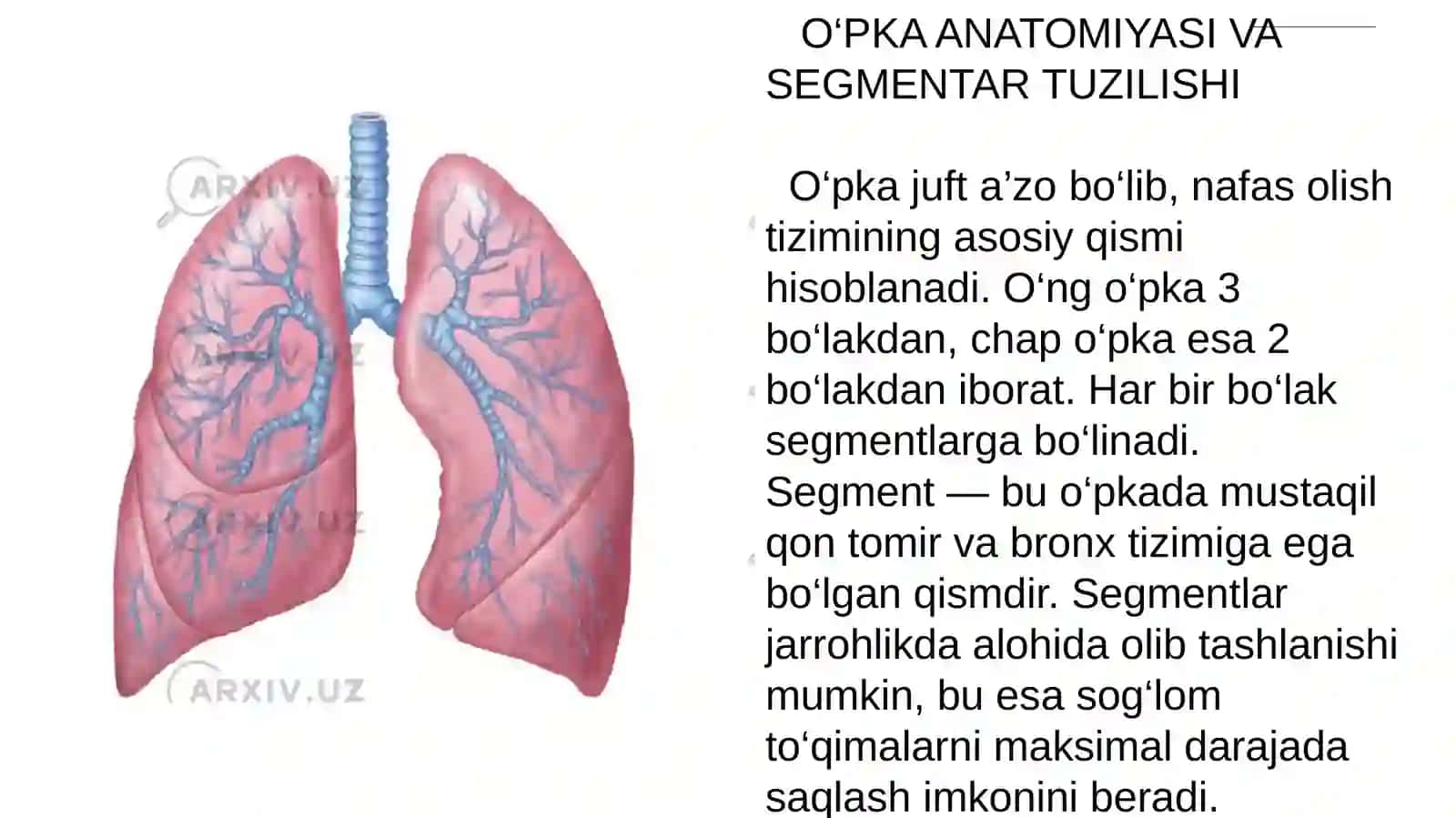 Pnevmonektomiya, lobektomiya, segmentektomiya texnikasi 4