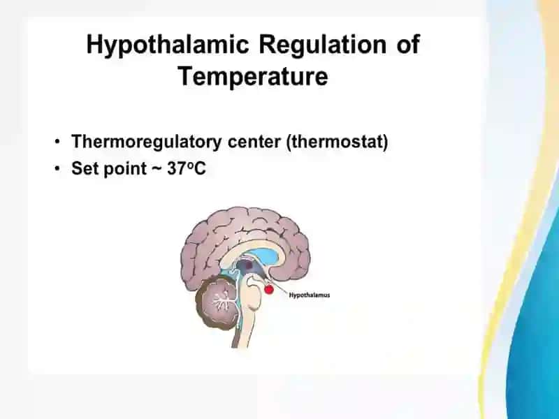 Pirogen moddalarning termoregulyatsiyadagi ahamiyati 4