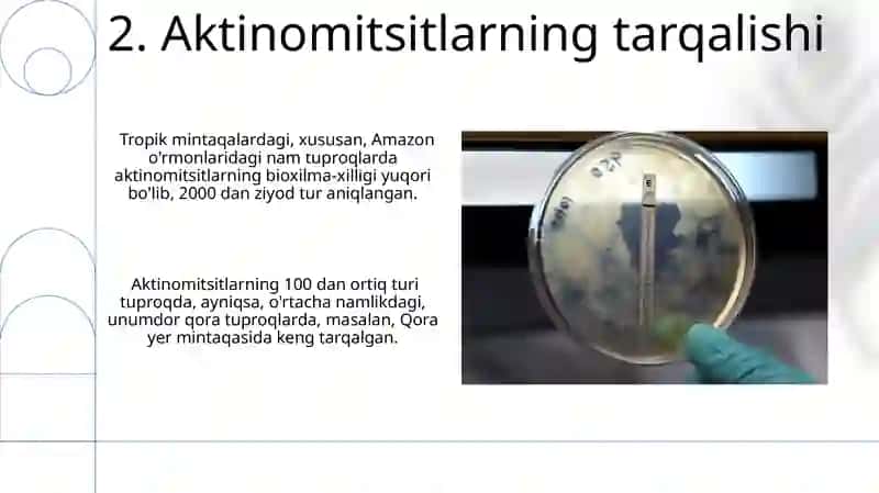 Aktinomitsetlar va ularga yaqin organizmlar 4