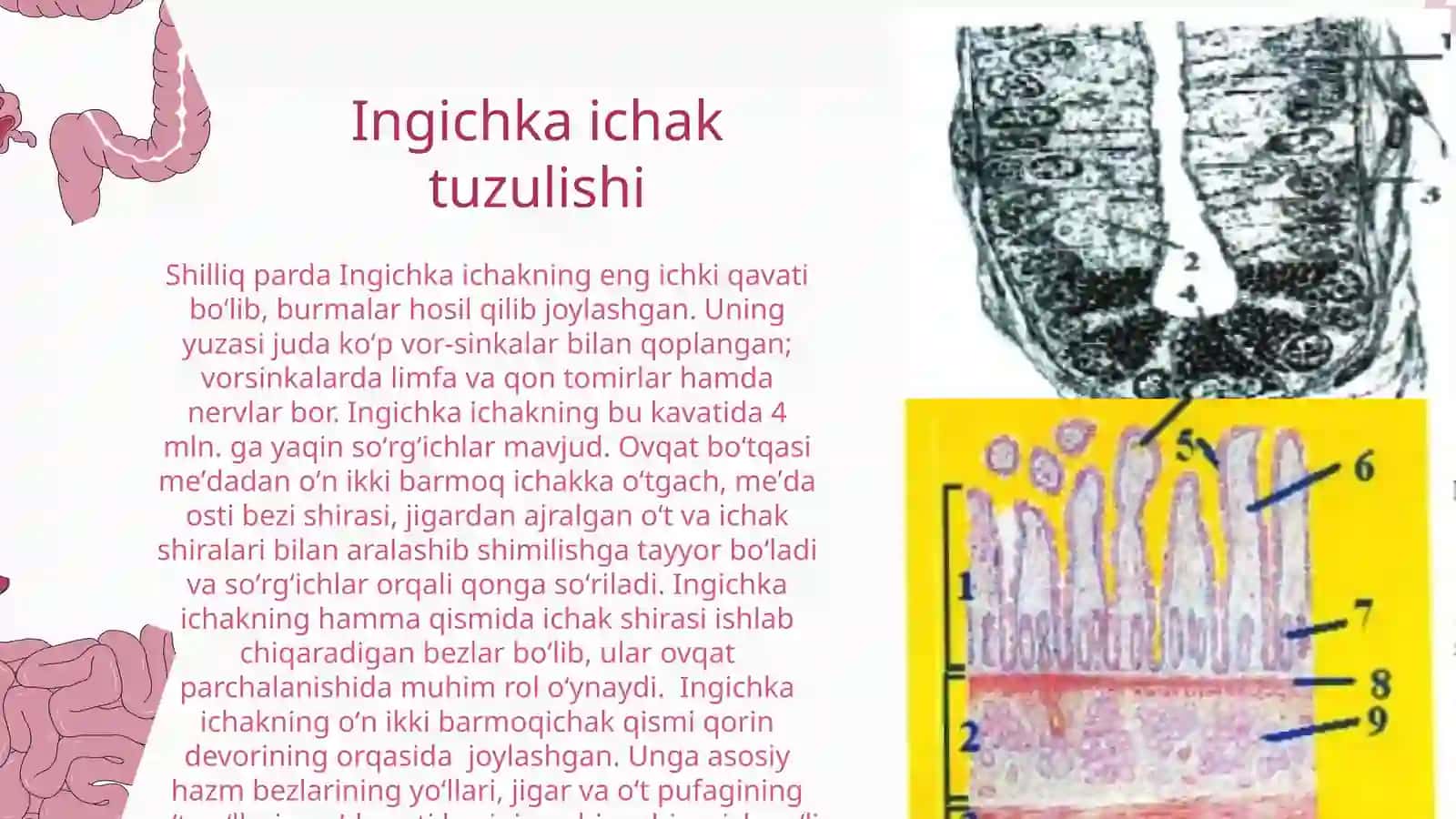 ICHAKLAR: INGICHKA ICHAK DEVORINING TUZILISHI, YO'G'ON ICHAK TUZILISHI. CHUVALCHANGSIMON O'SIMTA (APPANDIKS) VA TO'G'RI ICHAK 4