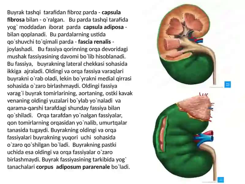 Siydik chiqarish tizimning funksional va klinik anatomiyasi. Yoshga oid o‘zgarishlari, rivojlanish anomaliyalari. Tanosil a’zolarning funksional va klinik anatomiyasi. 4