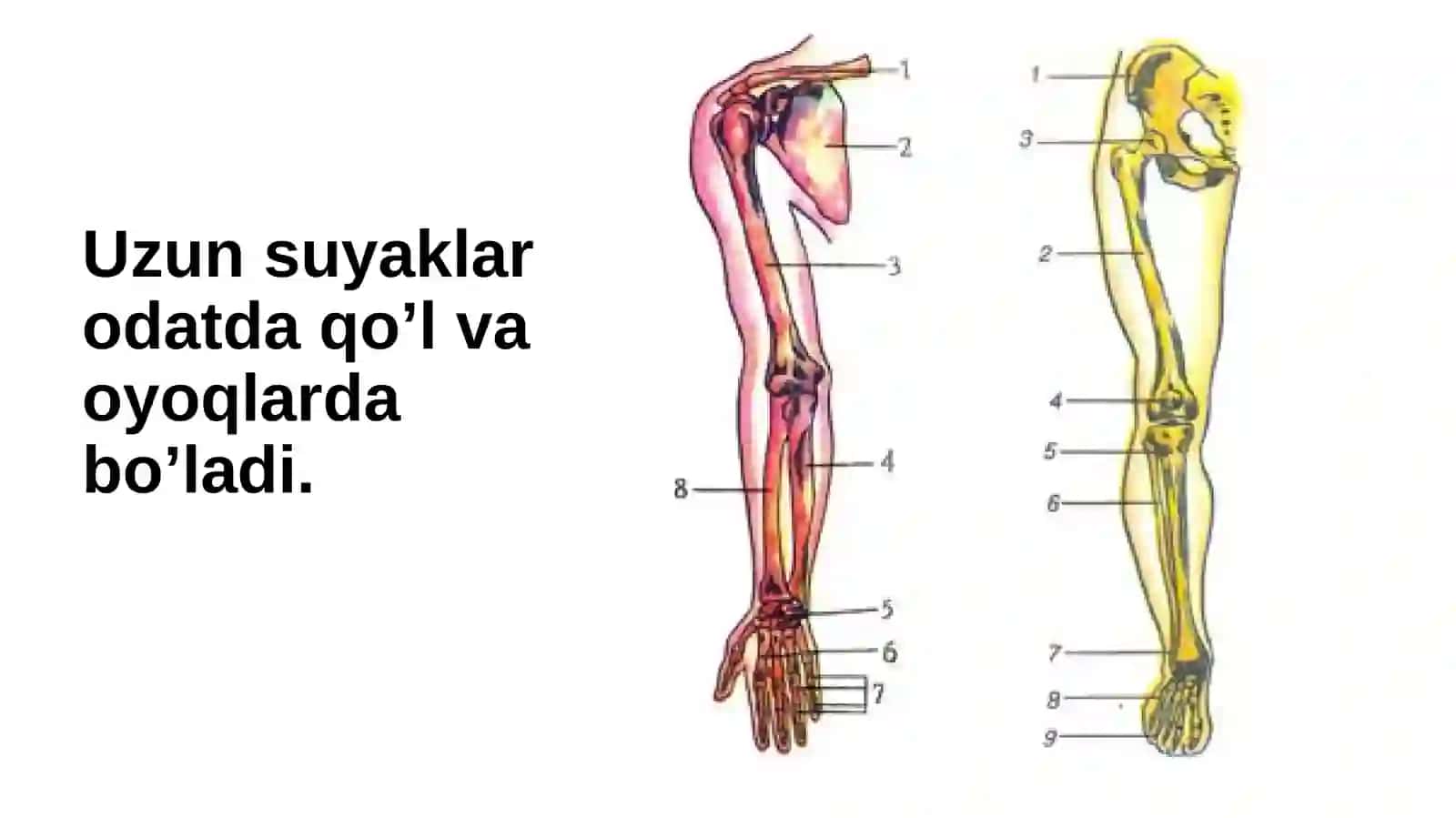 Tayanch - harakat apparatining yosh xususiyatlari va gigiyenasi 4
