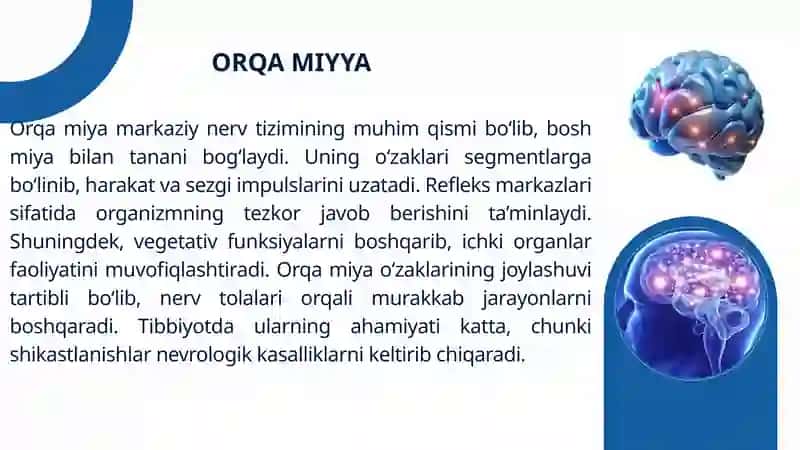 Orqa Miya O‘zaklarining Joylashuvi va Ularning Ahamiyati 4