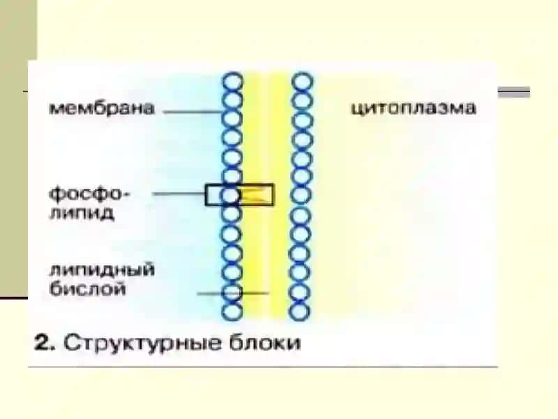 Строение, функции и метаболизм липидов 4